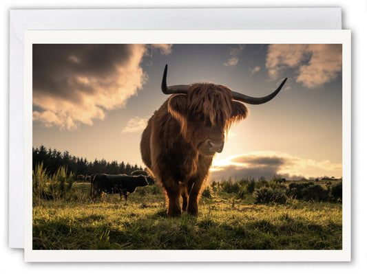 Highland Cow, Gleniffer Braes - Scotland Greeting Card - Blank Inside